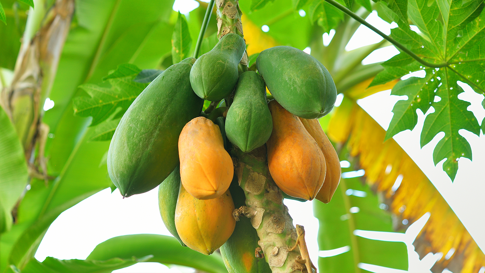 Papaya propiedades y beneficios OCU